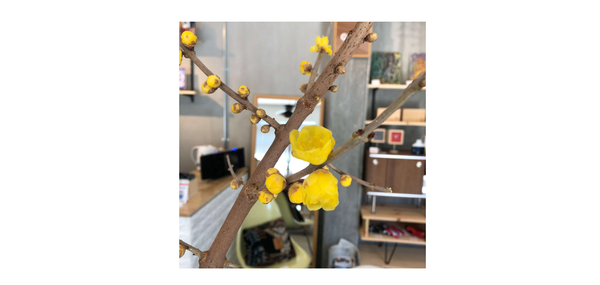 山梨県甲府市の家具屋・雑貨屋GENE　ダイニングテーブルの枝ものを変えました！！